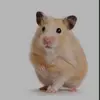 le.hamster.sexy