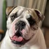 dollarobulldog