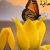 a__h596