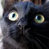 hippu_cat