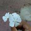 aramat615