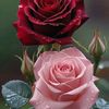 Rosas Eternas 🌺🌷🏵️🌹🌻