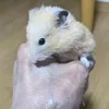 yokipapa.0512