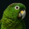 Beto 🦜