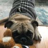 whatthefrug2