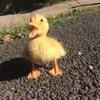 quackieboo
