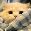minhthu_21.6