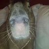 cappybara_the_first