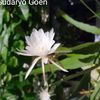 sudaryogoen