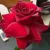 dy9kx5nkzxtr