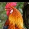 mbayefaye385