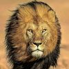 lion.lion1611