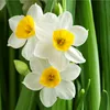 alsabahflower1