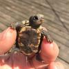 turtlelover0193