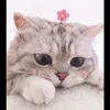 cutekittens002