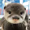 The Otter Paradise