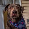 that_labrador_hero