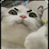 meoconhehe001