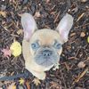 .beau.the.frenchie