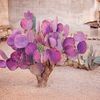 thepurplepricklypear