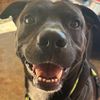 dogsplanetprincey