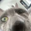 meowfart207