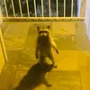 im_a_raccoon2