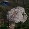 ummohamadalkenane