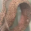 lanbui8226