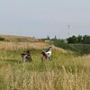 grizli116
