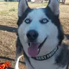 aaron_siberian.husky