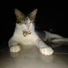 rendi_gavi_66