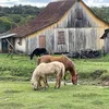 doloresmassulini