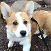zazzalil.the.corgi