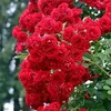 leidyolyve2