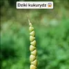 michal_2115