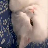 mysteriousfan99