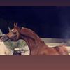 eissa.ad1