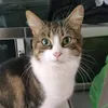 crazy.cat.lady.uk
