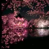 sakura7_18