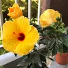 hibiscus655