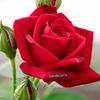 sadiyah938