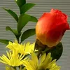 pariwatan24456