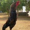 emad_199222