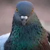 piccione_69