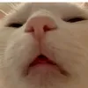 vuanhthu333