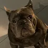 kenzoedd