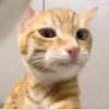 nnttvvyy