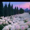 lanthanh171089
