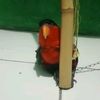 burung.piwit